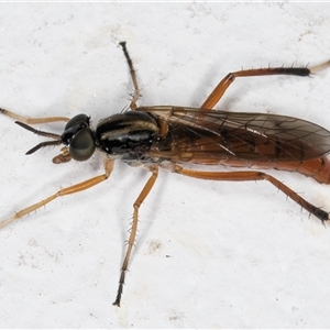 Evansomyia sp. (genus) at Melba, ACT - 10 Nov 2024