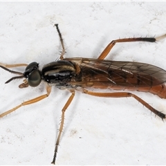 Evansomyia sp. (genus) at Melba, ACT - 10 Nov 2024