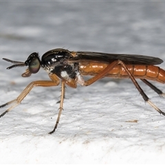 Evansomyia sp. (genus) at Melba, ACT - 10 Nov 2024 10:38 PM