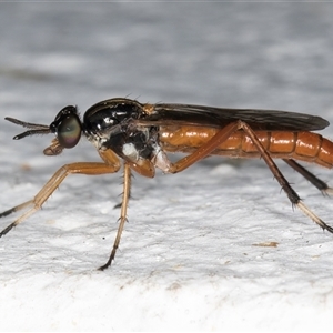 Evansomyia sp. (genus) at Melba, ACT - 10 Nov 2024 10:38 PM