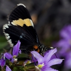 Eutrichopidia latinus at Murrumbateman, NSW - suppressed