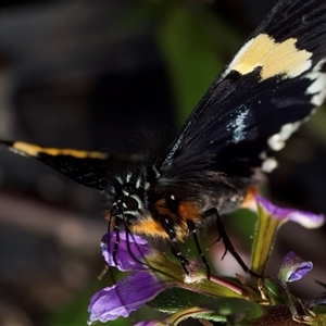 Eutrichopidia latinus at Murrumbateman, NSW - suppressed