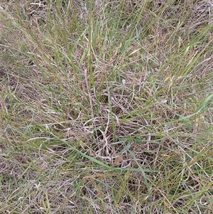 Lolium arundinaceum at Symonston, ACT - 12 Nov 2024