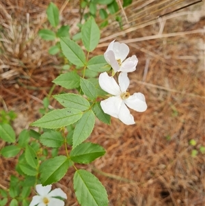 Rosa sp. at Isaacs, ACT - 12 Nov 2024