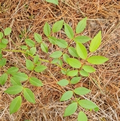 Rosa sp. at Isaacs, ACT - 12 Nov 2024