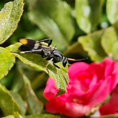 Therevidae (family) (Unidentified stiletto fly) at Isaacs, ACT - 11 Nov 2024 by Mike