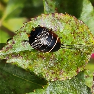 Ellipsidion australe at Isaacs, ACT - 12 Nov 2024 10:30 AM