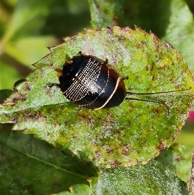 Ellipsidion australe (Austral Ellipsidion cockroach) at Isaacs, ACT - 12 Nov 2024 by Mike