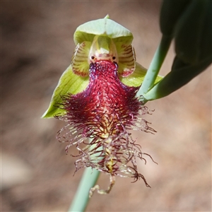 Calochilus platychilus at Gundary, NSW - 22 Oct 2024