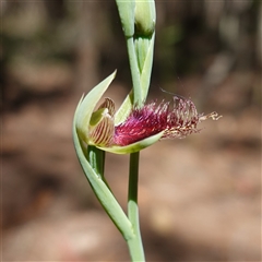 Calochilus platychilus at Gundary, NSW - 22 Oct 2024