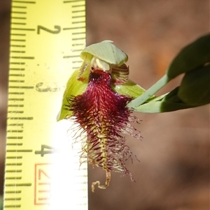 Calochilus platychilus at Gundary, NSW - suppressed