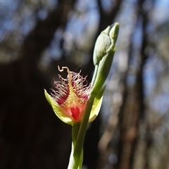 Calochilus platychilus at Gundary, NSW - 22 Oct 2024