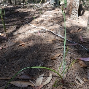 Calochilus platychilus at Gundary, NSW - suppressed