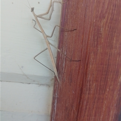 Archimantis sobrina (Large brown mantid) at Symonston, ACT - 9 Nov 2024 by CallumBraeRuralProperty