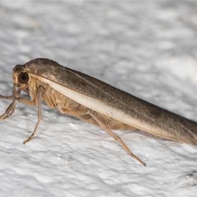 Scoliacma nana (Diminutive Footman) at Melba, ACT - 11 Nov 2024 by kasiaaus