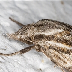 Tortricopsis aulacois at Melba, ACT - 11 Nov 2024