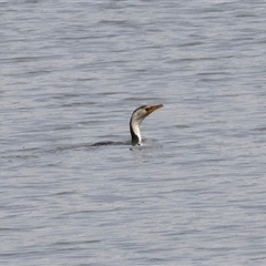 Microcarbo melanoleucos (Little Pied Cormorant) at Dunlop, ACT - 12 Nov 2024 by AlisonMilton