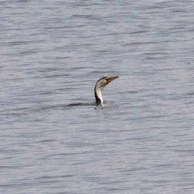 Microcarbo melanoleucos (Little Pied Cormorant) at Dunlop, ACT - 12 Nov 2024 by AlisonMilton