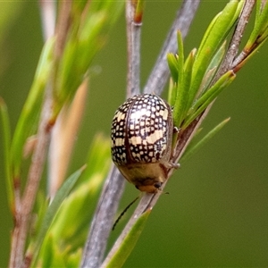 Paropsis pictipennis at Dunlop, ACT - 12 Nov 2024 10:35 AM