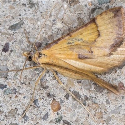Anachloris subochraria (Golden Grass Carpet (Ennominae)) at Melba, ACT - 11 Nov 2024 by kasiaaus