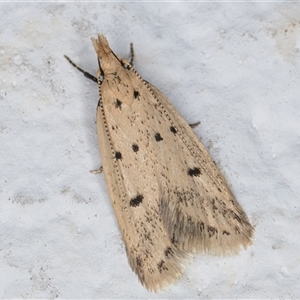 Atheropla decaspila at Melba, ACT - 11 Nov 2024 11:29 PM