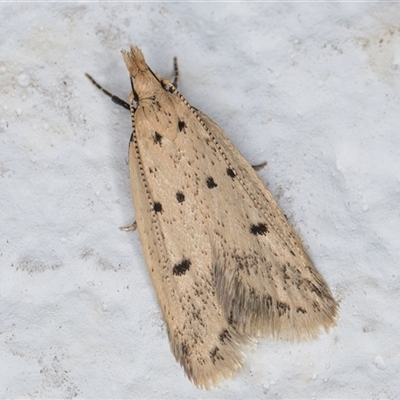 Atheropla decaspila (A concealer moth) at Melba, ACT - 11 Nov 2024 by kasiaaus