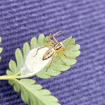 Oxyopes sp. (genus) (Lynx spider) at Whitlam, ACT - 11 Nov 2024 by sangio7