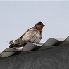 Hirundo neoxena (Welcome Swallow) at Dunlop, ACT - 11 Nov 2024 by AlisonMilton