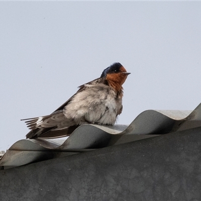 Hirundo neoxena (Welcome Swallow) at Dunlop, ACT - 11 Nov 2024 by AlisonMilton