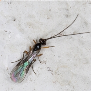 Braconidae (family) at Melba, ACT - 11 Nov 2024