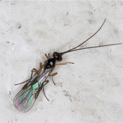 Braconidae (family) (Unidentified braconid wasp) at Melba, ACT - 11 Nov 2024 by kasiaaus