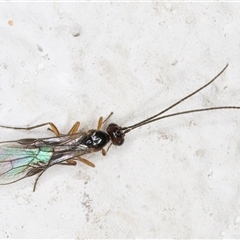 Braconidae (family) at Melba, ACT - 11 Nov 2024