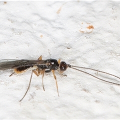 Braconidae (family) at Melba, ACT - 11 Nov 2024 11:32 PM