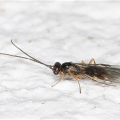 Braconidae (family) at Melba, ACT - 11 Nov 2024 11:32 PM