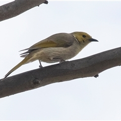 Ptilotula penicillata (White-plumed Honeyeater) at Dunlop, ACT - 12 Nov 2024 by AlisonMilton