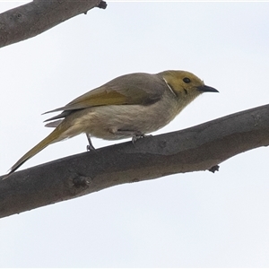 Ptilotula penicillata at Dunlop, ACT - 12 Nov 2024