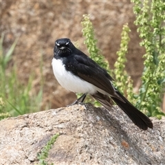 Rhipidura leucophrys (Willie Wagtail) at Dunlop, ACT - 12 Nov 2024 by AlisonMilton