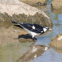 Grallina cyanoleuca (Magpie-lark) at Whitlam, ACT - 6 Nov 2024 by AlisonMilton