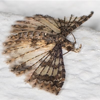 Alucita phricodes (A Many-plumed Moth) at Melba, ACT - 11 Nov 2024 by kasiaaus