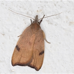 Tortricopsis uncinella (A concealer moth) at Melba, ACT - 11 Nov 2024 by kasiaaus