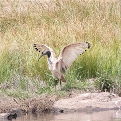 Threskiornis molucca (Australian White Ibis) at Dunlop, ACT - 12 Nov 2024 by AlisonMilton