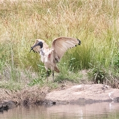 Threskiornis molucca at Dunlop, ACT - 12 Nov 2024