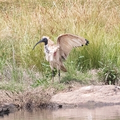 Threskiornis molucca at Dunlop, ACT - 12 Nov 2024