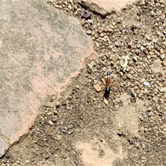 Camponotus nigriceps (Black-headed sugar ant) at Maria Island, TAS - 11 Nov 2024 by LyndalT