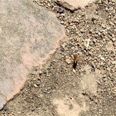 Camponotus nigriceps (Black-headed sugar ant) at Maria Island, TAS - 11 Nov 2024 by LyndalT