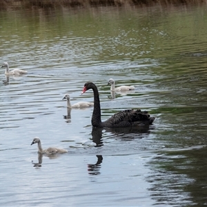 Cygnus atratus at Dunlop, ACT - 12 Nov 2024 11:17 AM