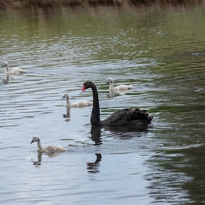 Cygnus atratus (Black Swan) at Dunlop, ACT - 12 Nov 2024 by AlisonMilton