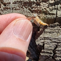 Gelechioidea (superfamily) at Maria Island, TAS - 11 Nov 2024 by LyndalT