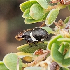 Bathyllus albicinctus (Spittlebug, Froghopper) at Whitlam, ACT - 11 Nov 2024 by sangio7