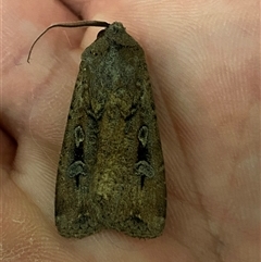 Agrotis infusa (Bogong Moth, Common Cutworm) at Jerrabomberra, NSW - 10 Nov 2024 by SteveBorkowskis